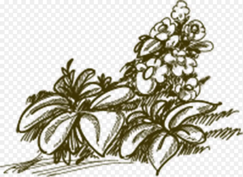 �ֻ�Ұ��-������