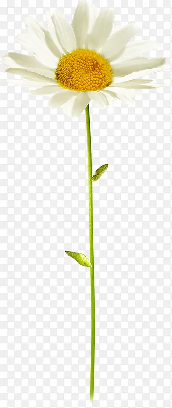 ��ɫ���տ�����-������