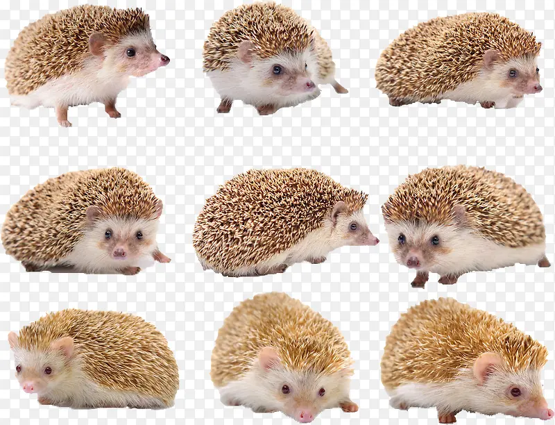 �ɰ�С���-������