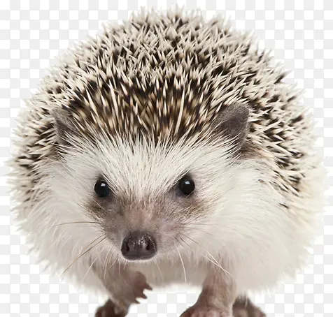 �ɰ����-������