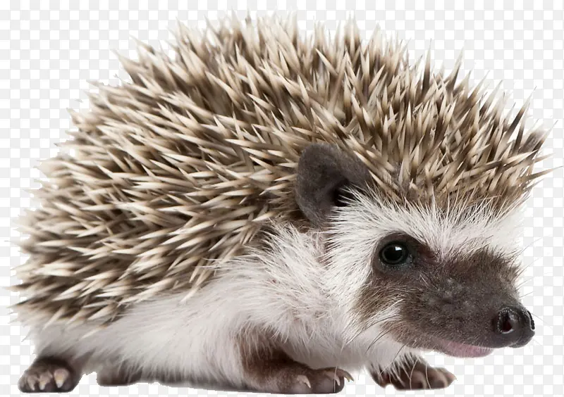 �ɰ�С���-������