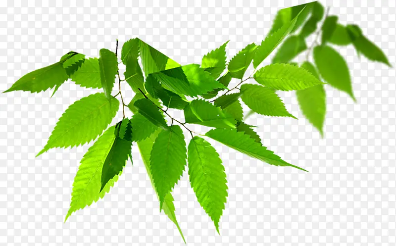 ��ɫ������������-������