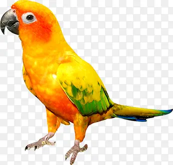 �ɰ���ɫ��������-������