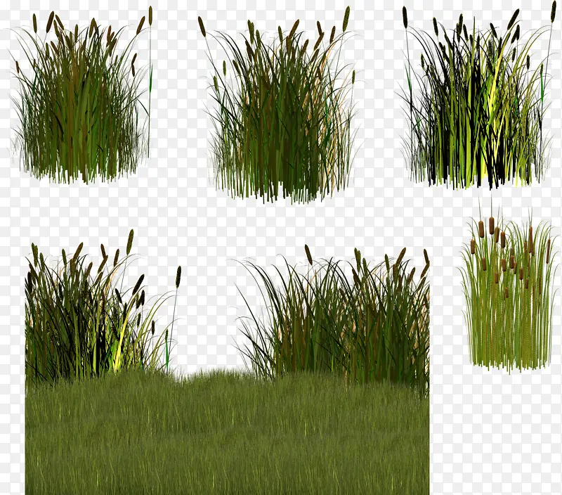 ��ɫ��β�Ͳ�-������