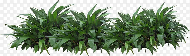 ������Ӱ��ɫ�Ĳݱ�ֲ��-������