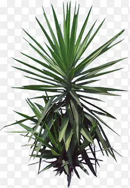 ��ɫ�ݱ�ֲ����Ӱ-������