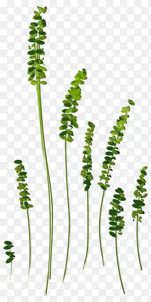 ������Ӱ��ɫ��ֲ��ݱ�-������