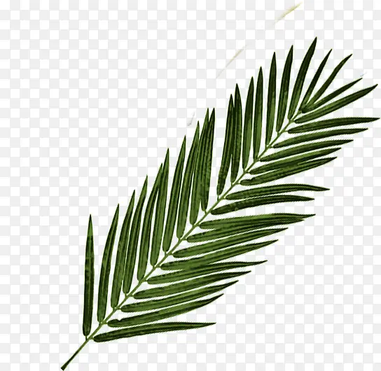 ��ɫ��Ҷ��ɫ�ݱ�ֲ�������Ӱ-������