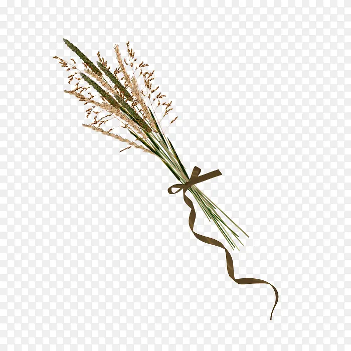 һ���̲���ɫֲ��-������