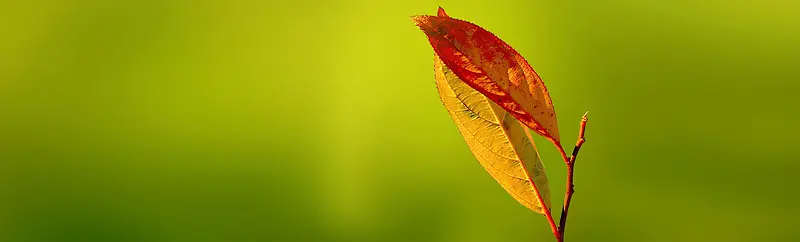 ����ʱ�б���-������