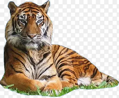 ſ�ѵĳ�ɫ�ϻ��ز�-������