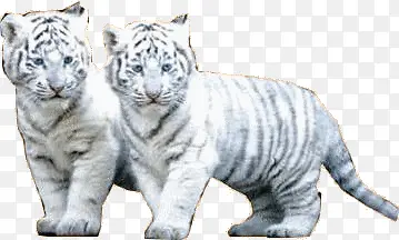 �ɰ���ɫ�ϻ�����-������