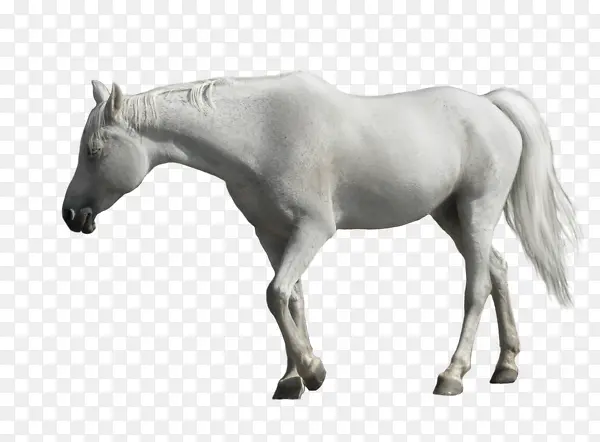 һƥ��ɫ����-������