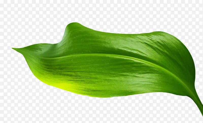 ������Ӱ��ɫ����Ҷ��Ҷ-������