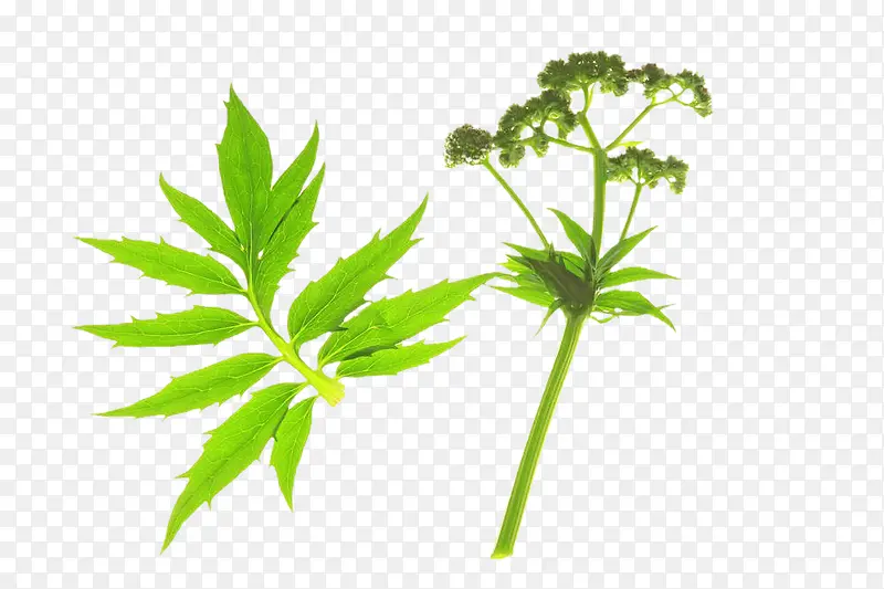 �Ӳݵ�ζƷ-������