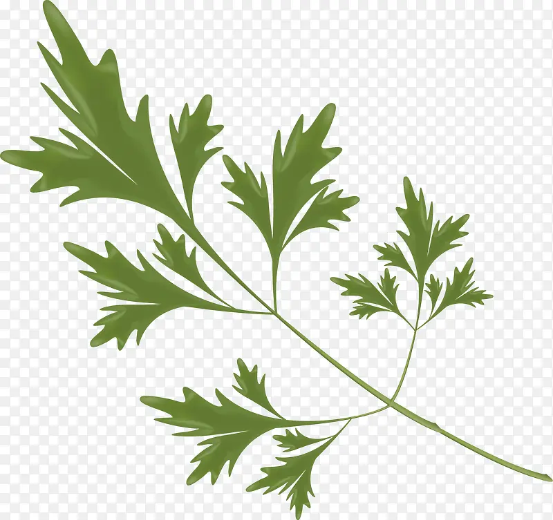 �����߲�֮�۲�Ҷ-������