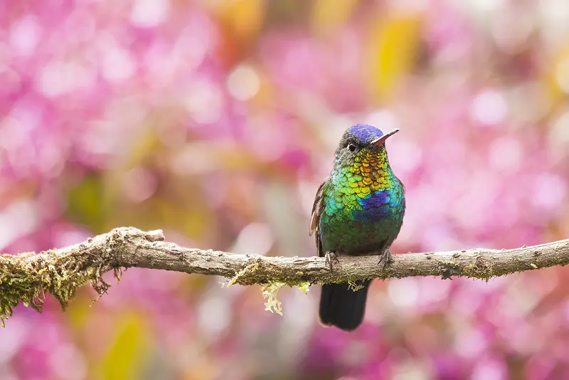 �λ÷�ɫ��֦С��-������