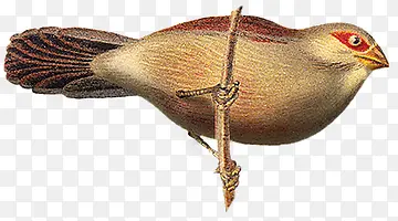 վ����֦С��-������