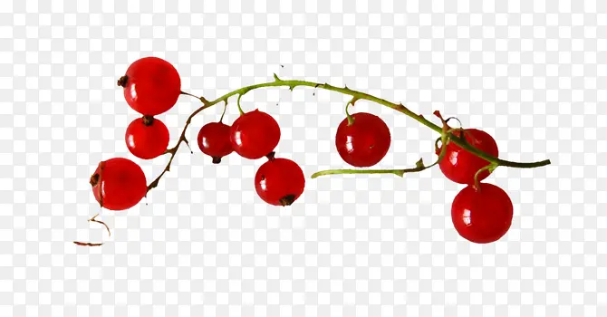 ��ɫС����ɫ��֦-������