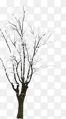 ѩ����֦��������-������