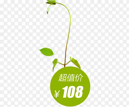 ��ɫ��ͨ����֦��-������