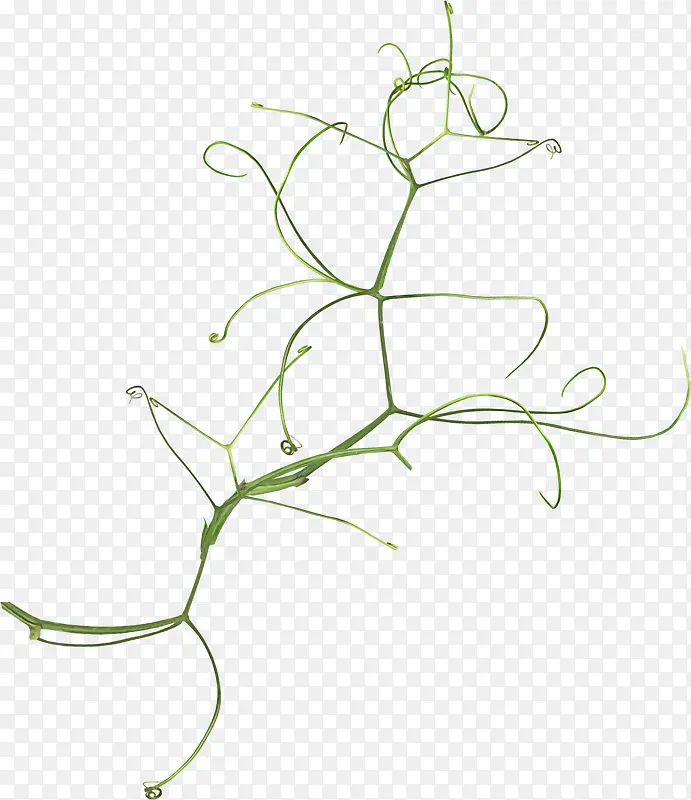 ������ɫ֦��-������