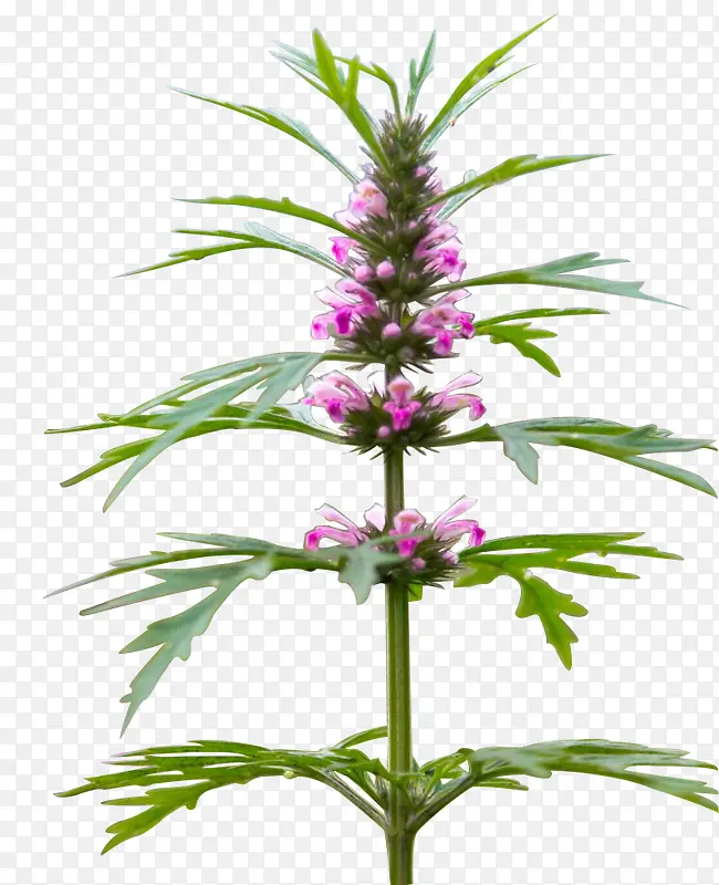 ������Ӱ����ֲ����ĸ��-������