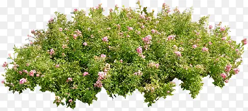 ��ɫ������廨�ܺϳ���Ӱ-������