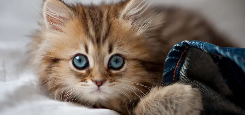 Сè���ﱳ��-������