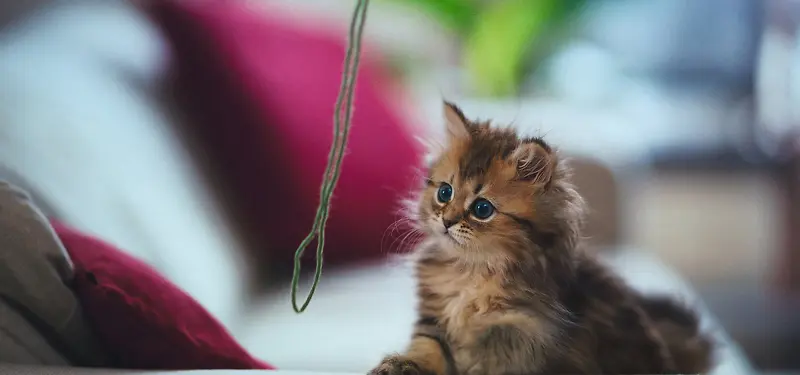 Сè���ﱳ��-������