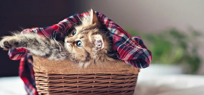 Сè���ﱳ��-������