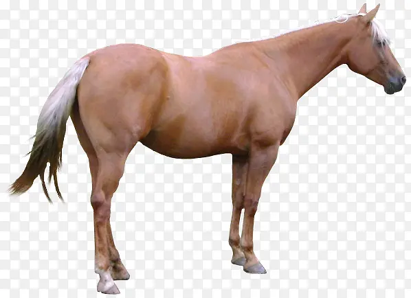 ��ͨ��ͨ��ͼƬ-������