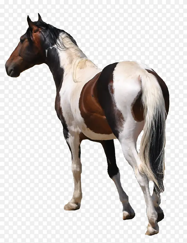 �ֻ��ֻ�ͼƬ-������