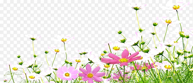 �����������ֲ��-������