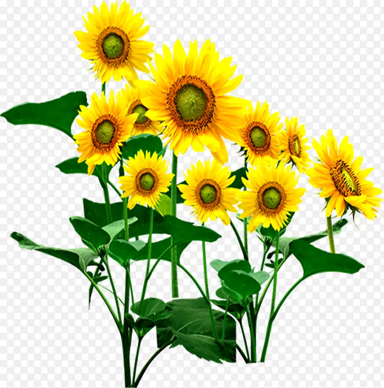 ���տ�ˮ�ʷ羰�޿�-������