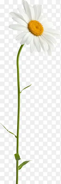 ��ɫ���������տ�-������