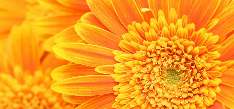 ��Ӱ����-������