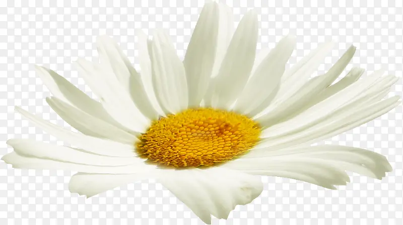 ��ɫ���տ� ����-������