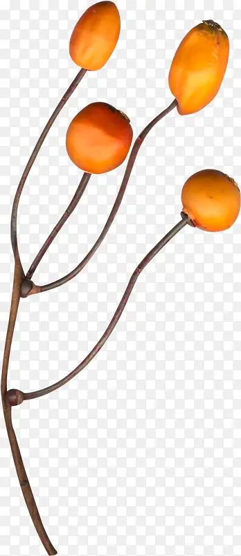 ��֦��ɫ��ʵ-������