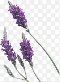 ޹�²�-������