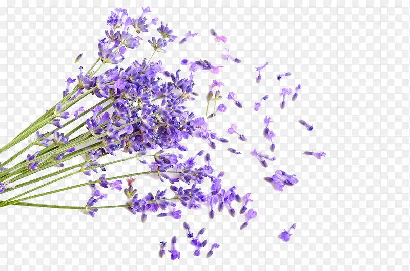 ޹�²����ͼ-������