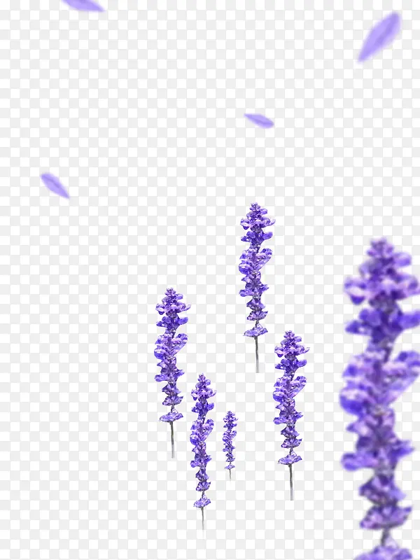 ޹�²�-������