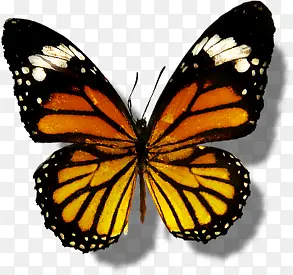 ��ɫ����ҽ�ư���-������