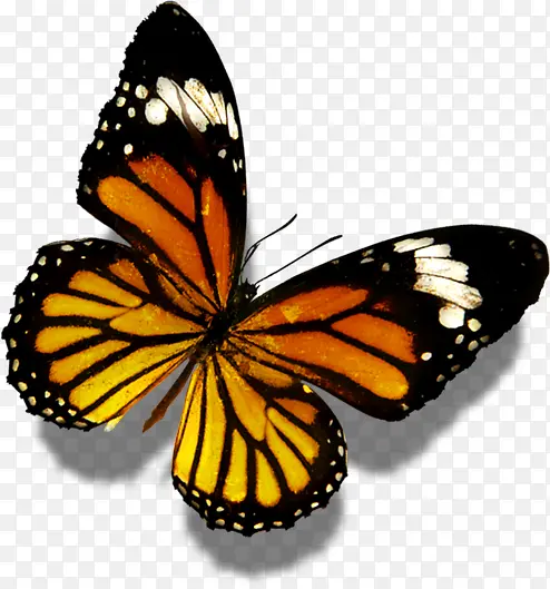 ��ɫ���ƺ���ҽ��-������