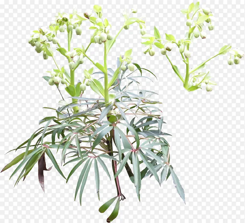 ��ɫ����ֲ����ֲ-������