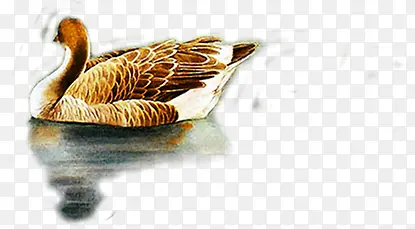 �ɰ�Ư��СѼˮ��-������