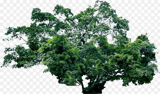 ���崴����ɫ��Ӱ�ϳ�-������