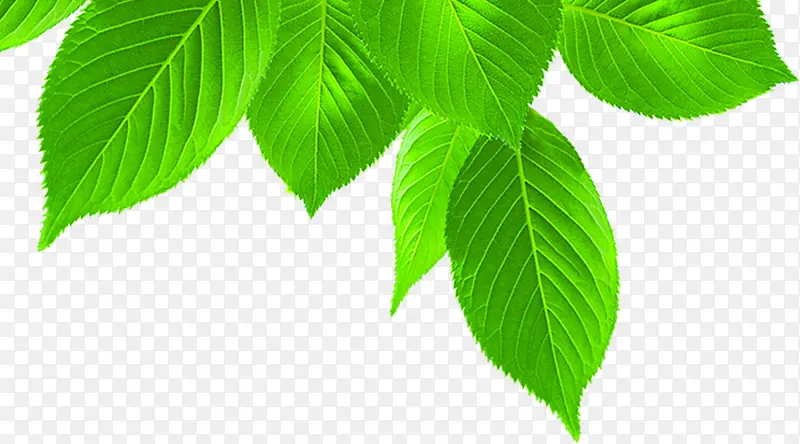 ���������ɫ�ʸ���ӰЧ��-������