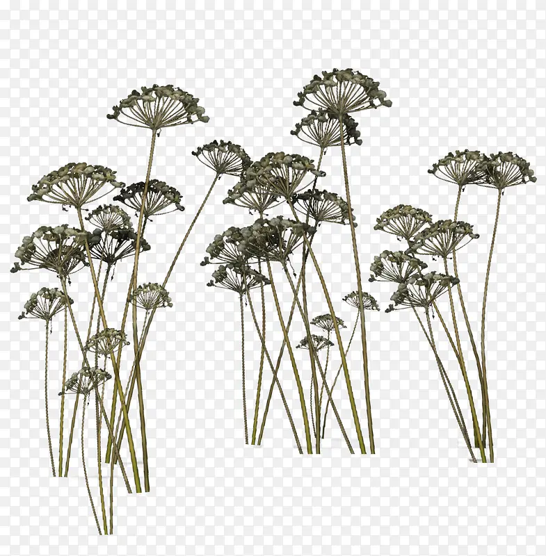 ֲ�� �� -������