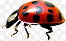 ������Ӱ��ɫ����ư��-������